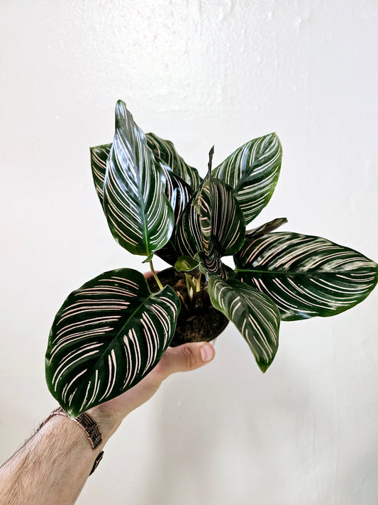 Calathea ornata "Pink Pinstripe" 4"