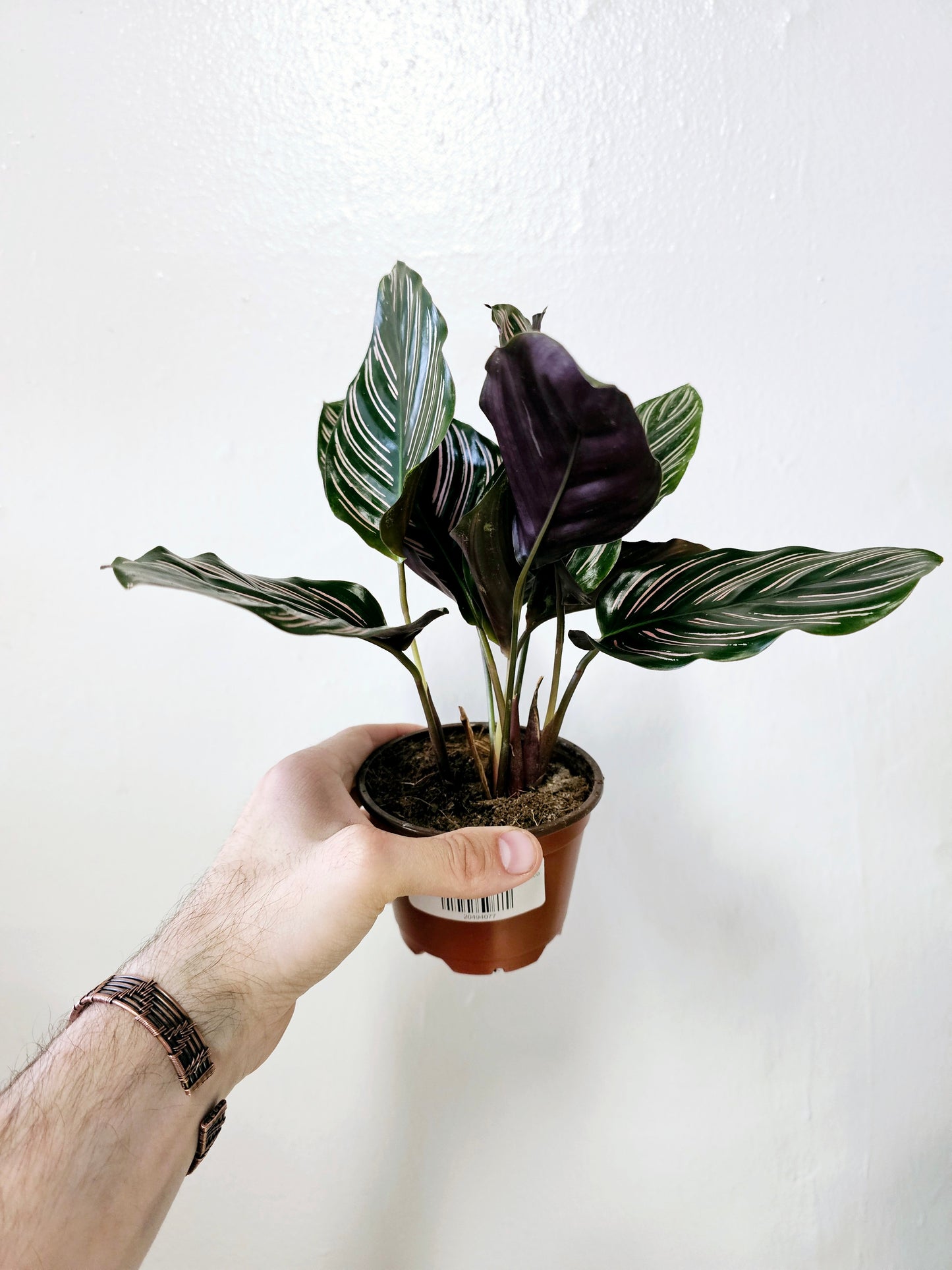 Calathea ornata "Pink Pinstripe" 4"