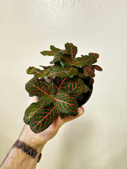 Fittonia albivenis 'Red' Nerve Plant 4"
