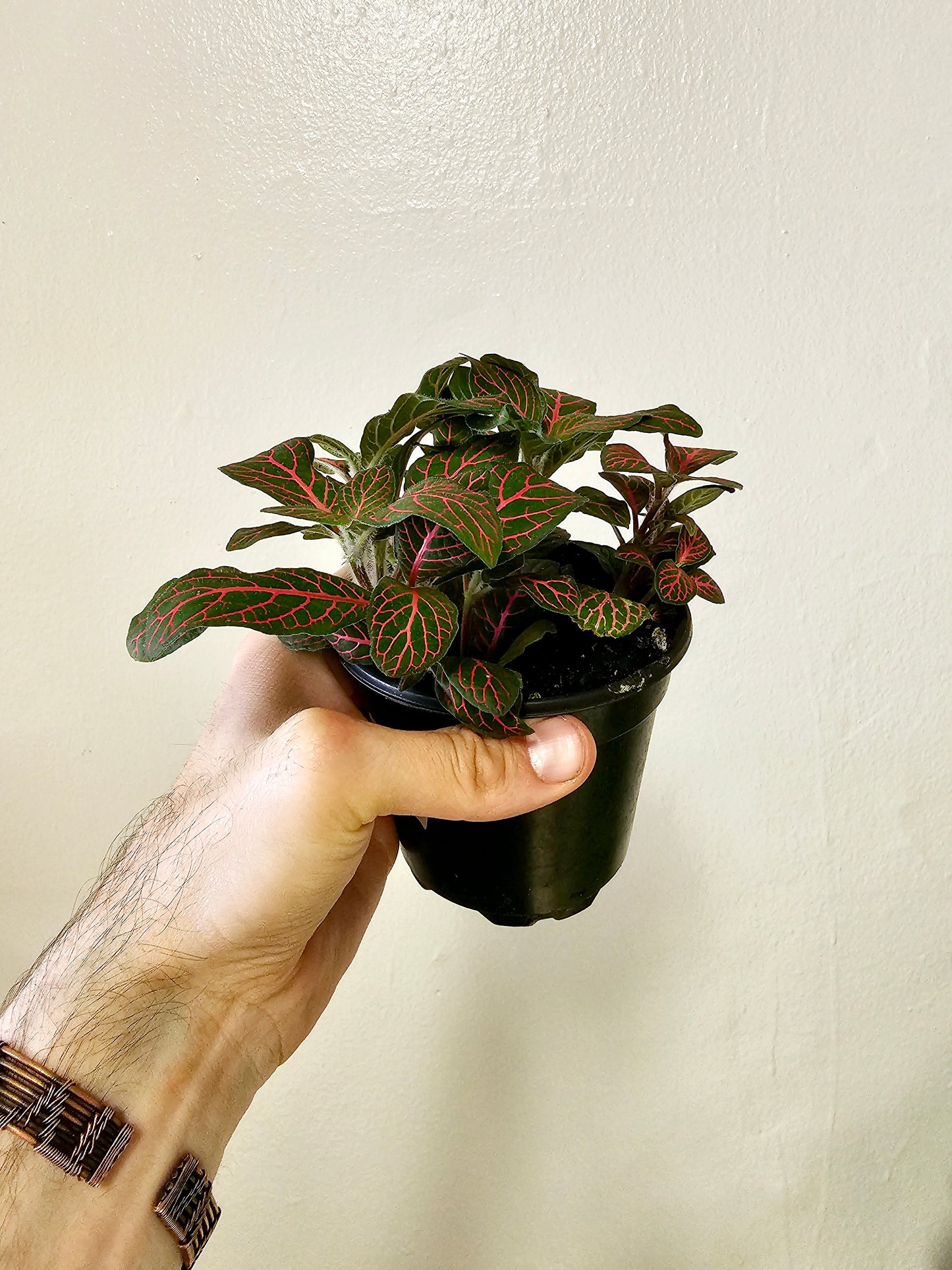 Fittonia albivenis 'Red' Nerve Plant 4"