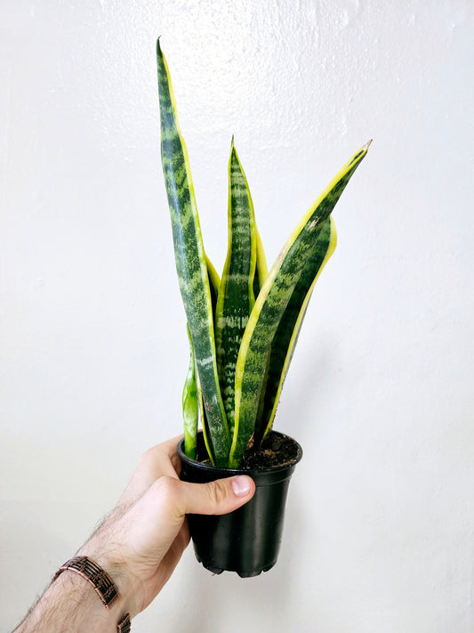 Sansevieria trifasciata 'Laurentii' 4"