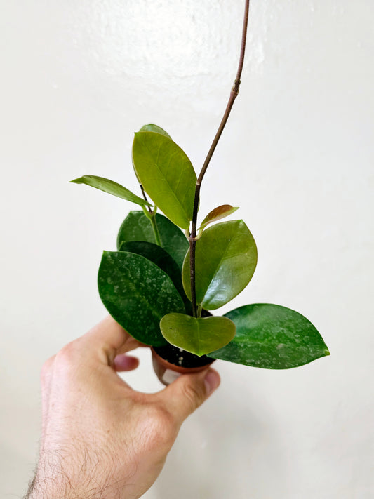 Hoya Australis 2"
