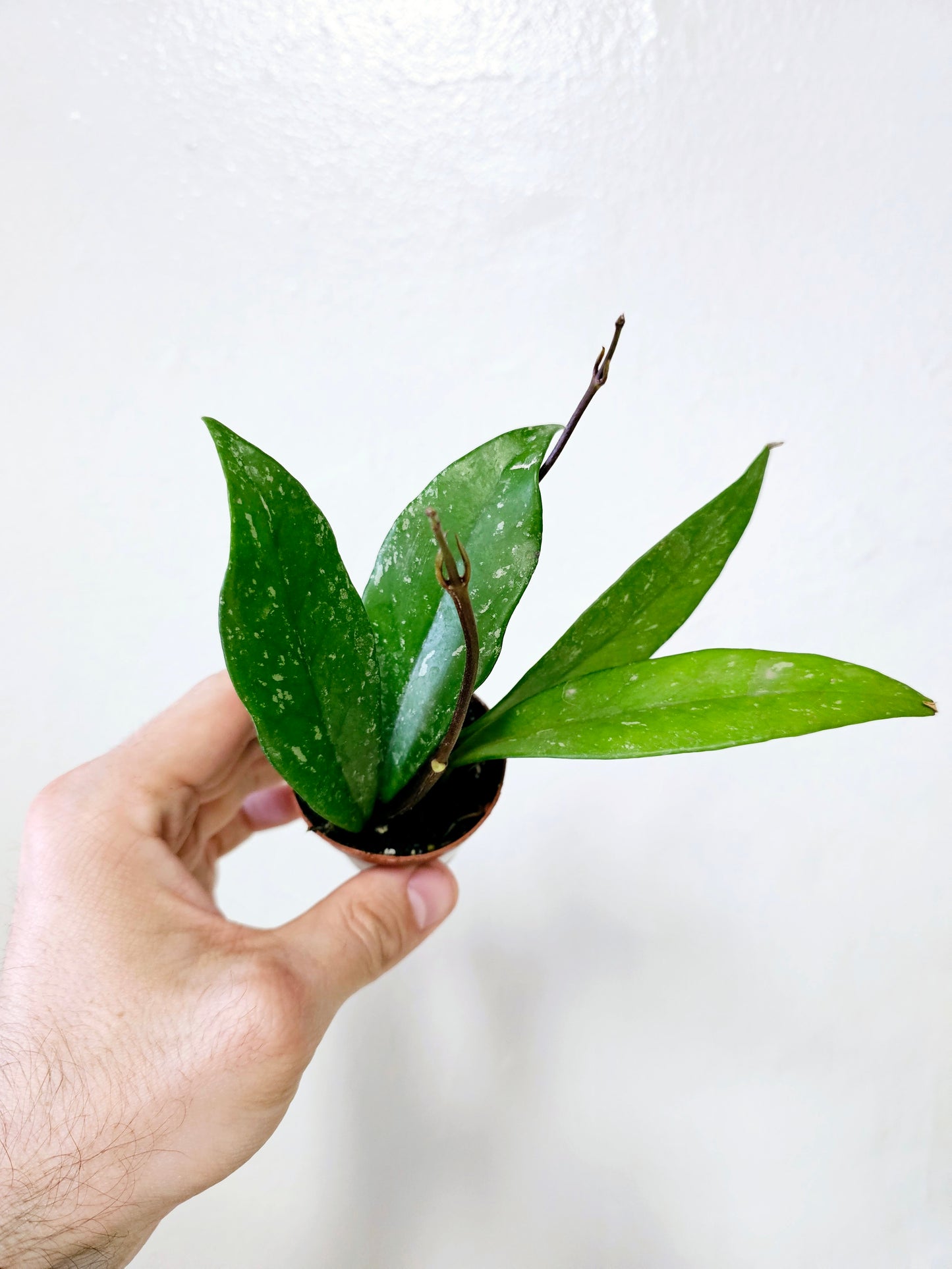 Hoya Pubicalyx Splash 2"