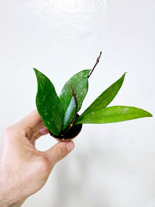 Hoya Pubicalyx Splash 2"