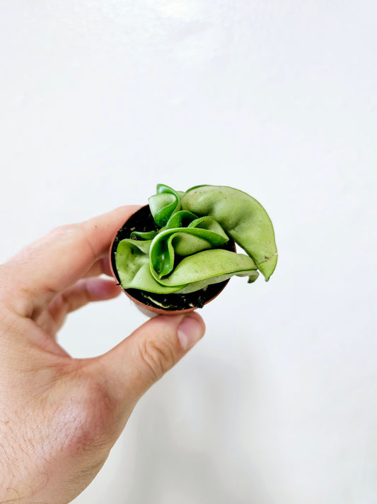 Hoya carnosa compacta "Rope" 2"