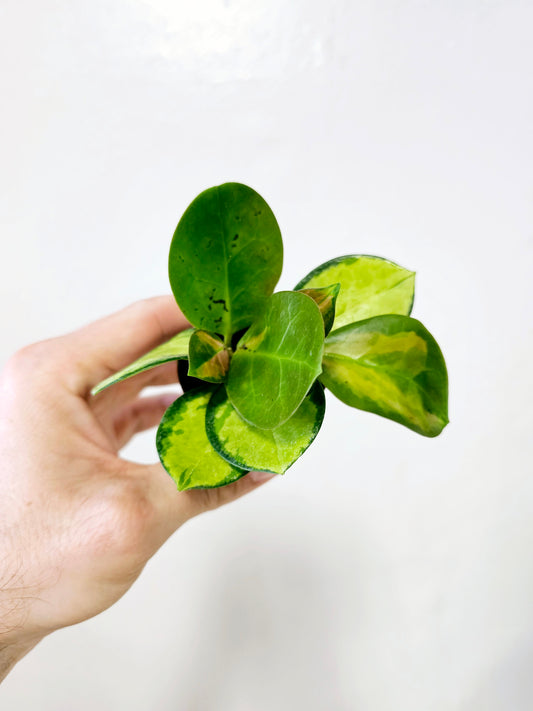 Hoya australis 'Lisa' 2"
