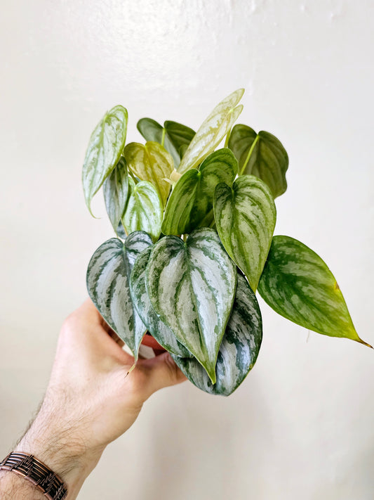 Philodendron brandtianum 4"