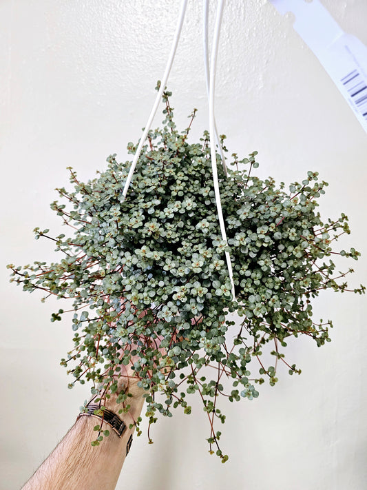 Pilea glauca 'Aquamarine' 6" HB
