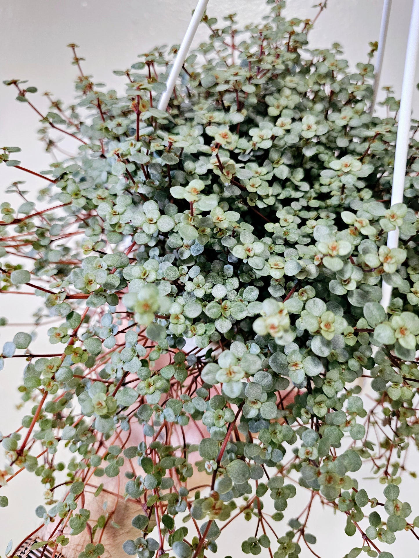 Pilea glauca 'Aquamarine' 6" HB