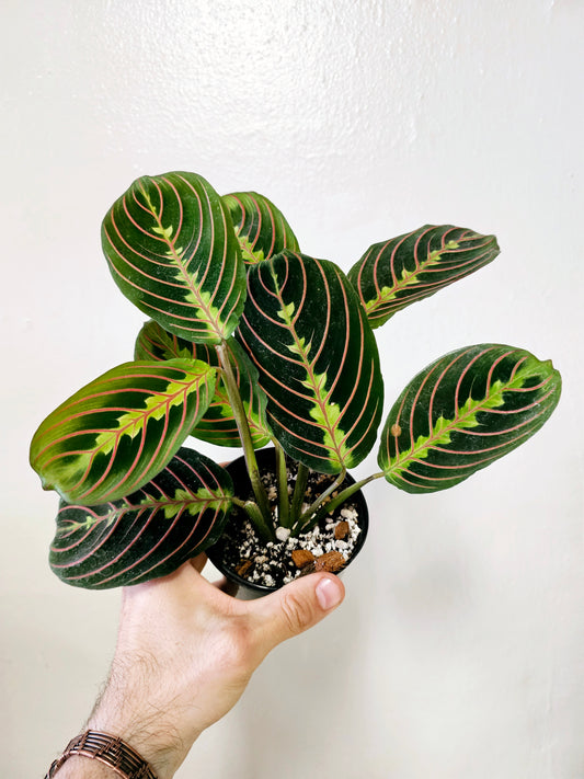 Maranta leuconeura 'Erythroneura' 3.5"