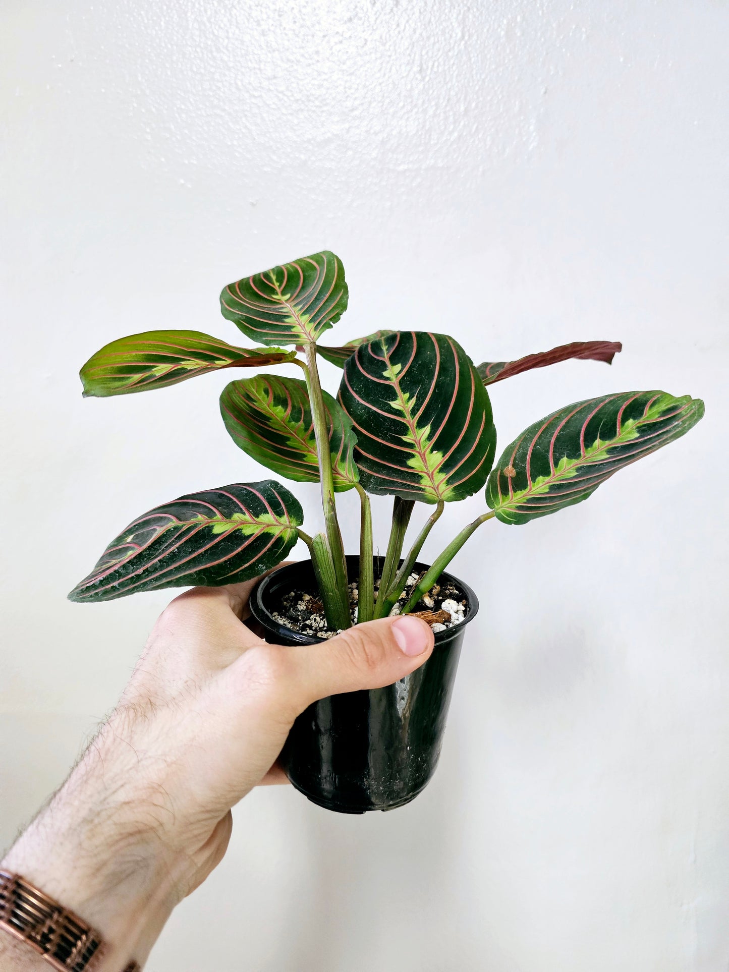 Maranta leuconeura 'Erythroneura' 3.5"
