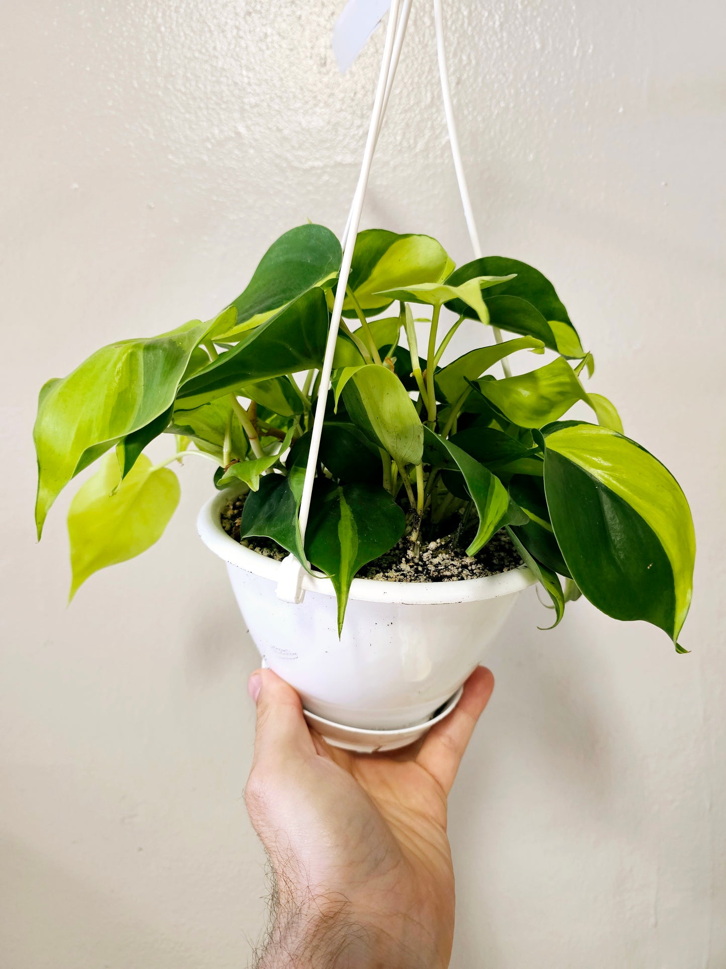 Philodendron hederaceum 'Brasil' 6" HB