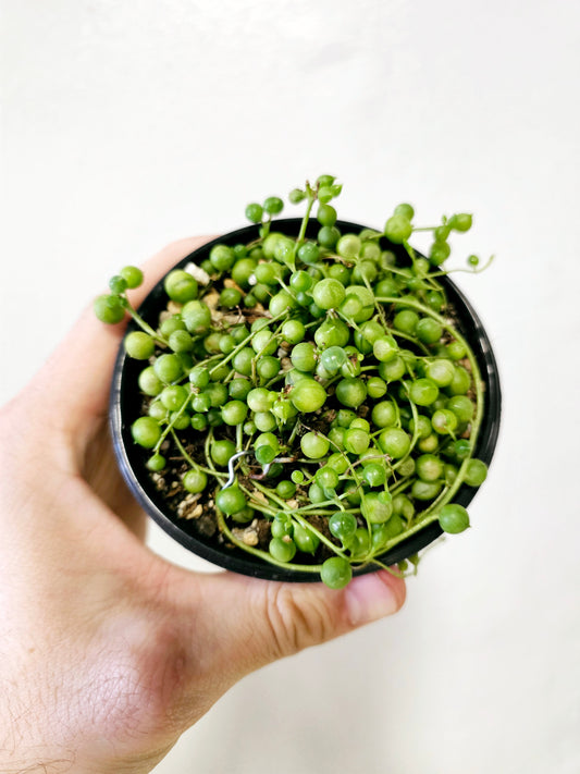 Curio rowleanus "String of Pearls" 4"