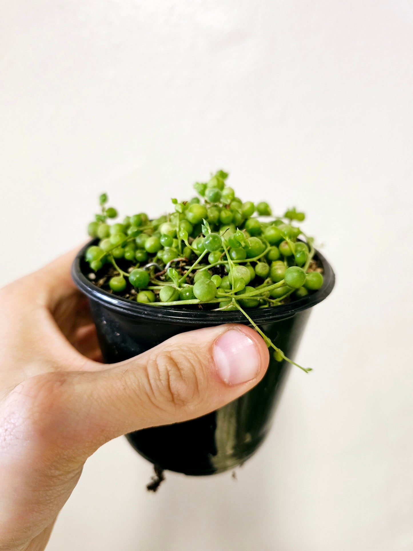 Curio rowleanus "String of Pearls" 4"