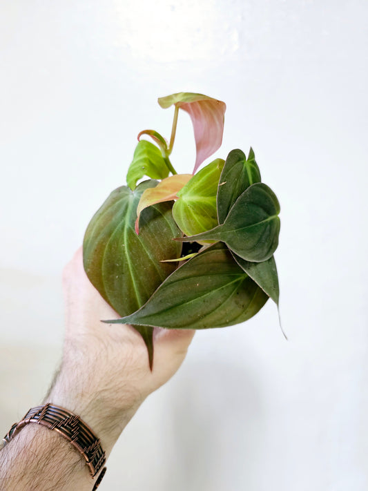 Philodendron 'Micans' 2"