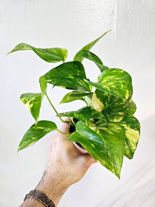 Epipremnum aureum "Golden Pothos" 4"