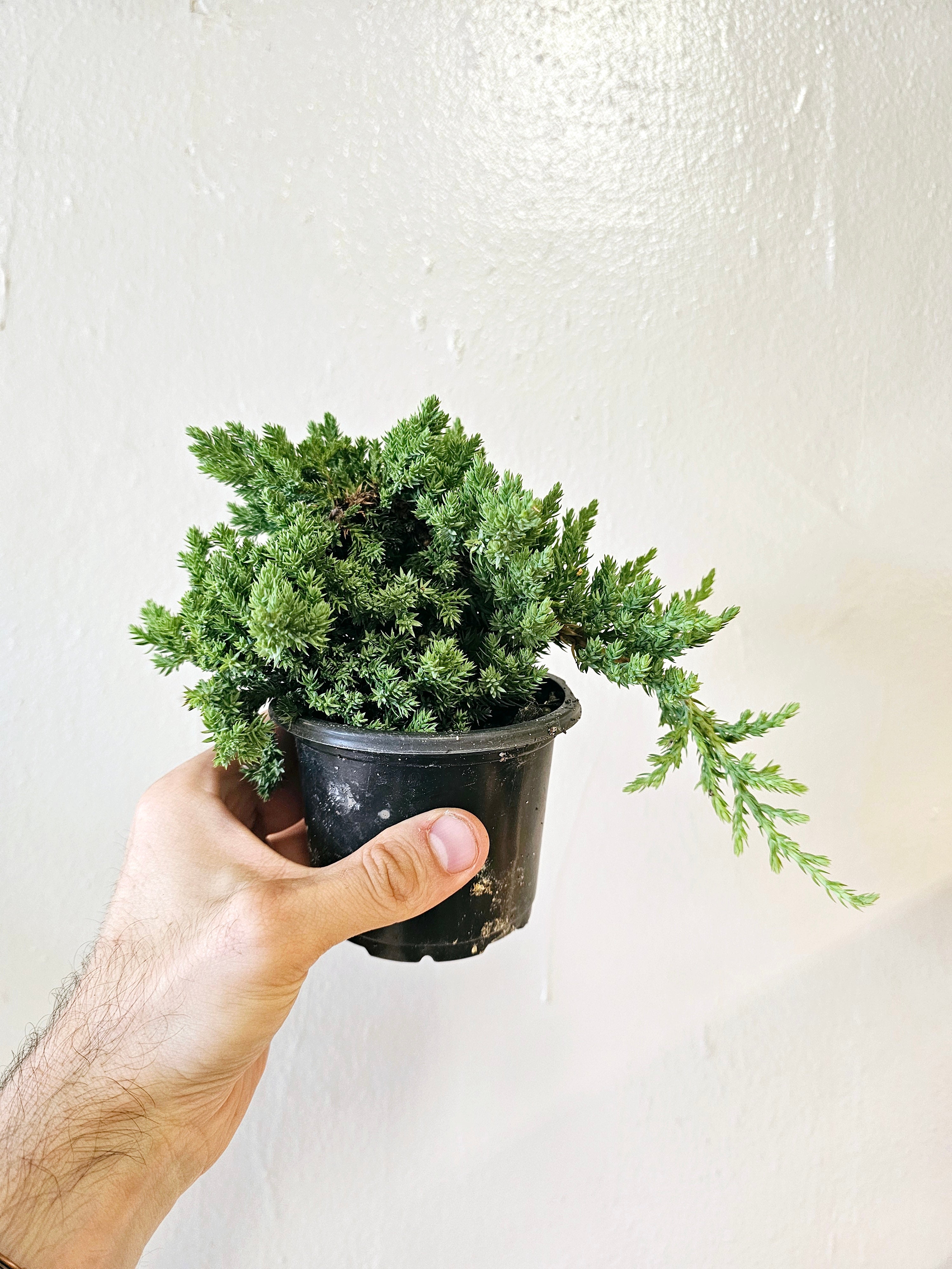 Juniper procumbens 'Nana' Bonsai Tree 4