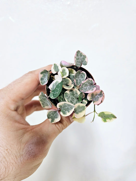 Ceropegia woodii Variegated String of Hearts 2"