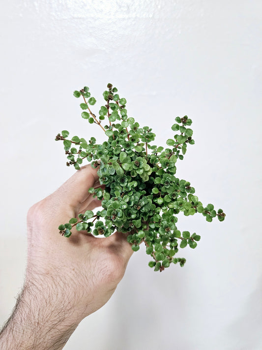 Pilea depressa 'Tiny Tears' 2"