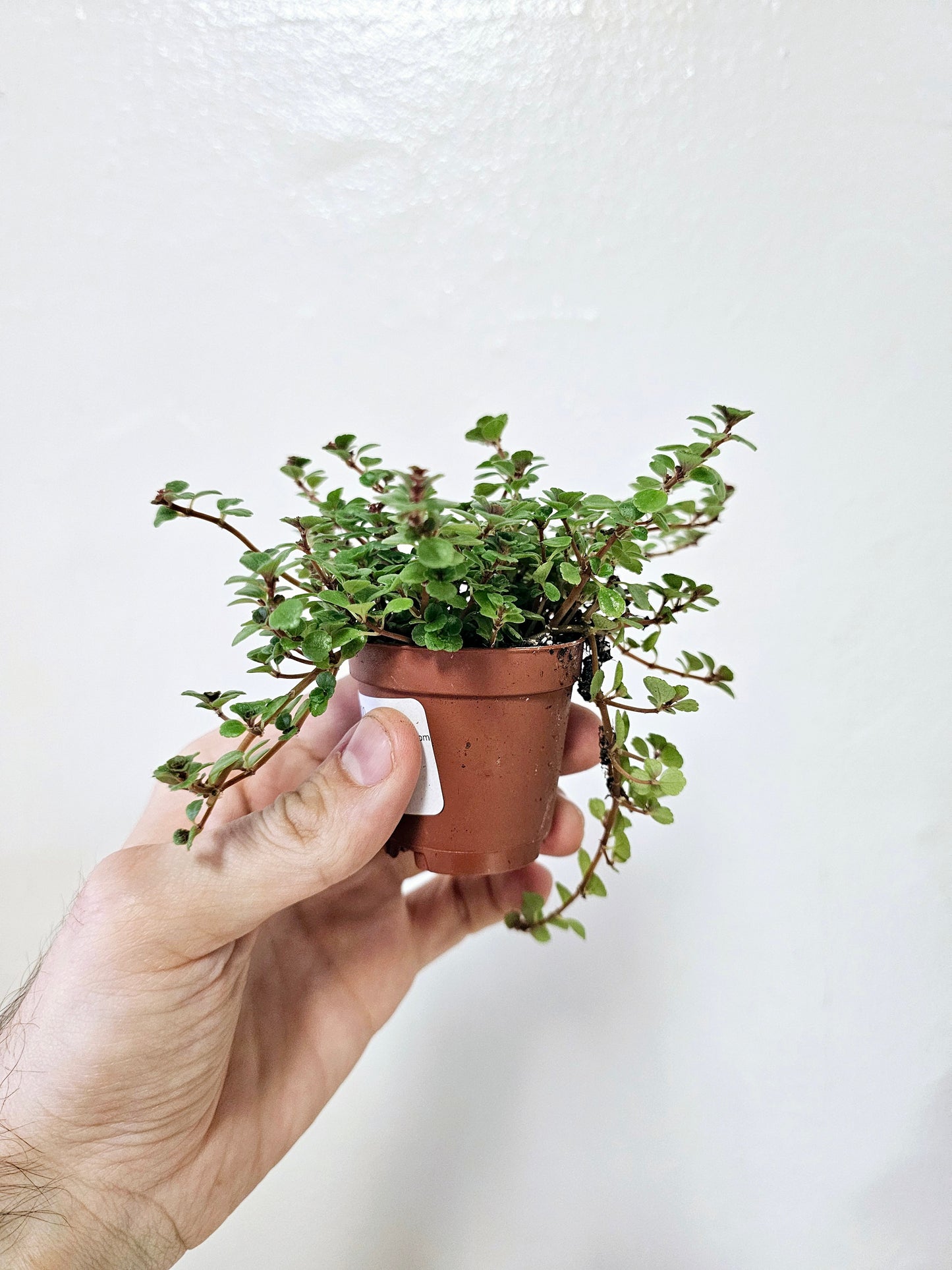 Pilea depressa 'Tiny Tears' 2"