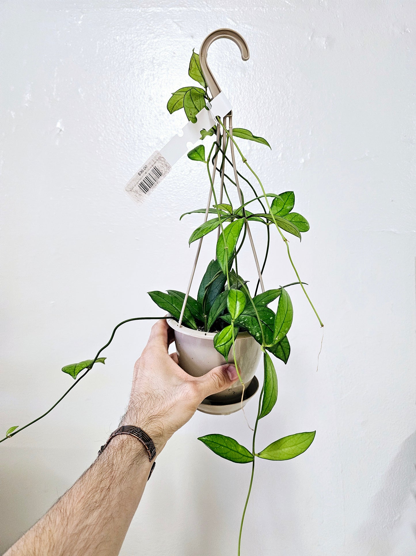 Hoya Crassipetiolata 4.5" HB