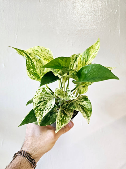 Epipremnum aureum 'Marble Queen' Pothos 4"