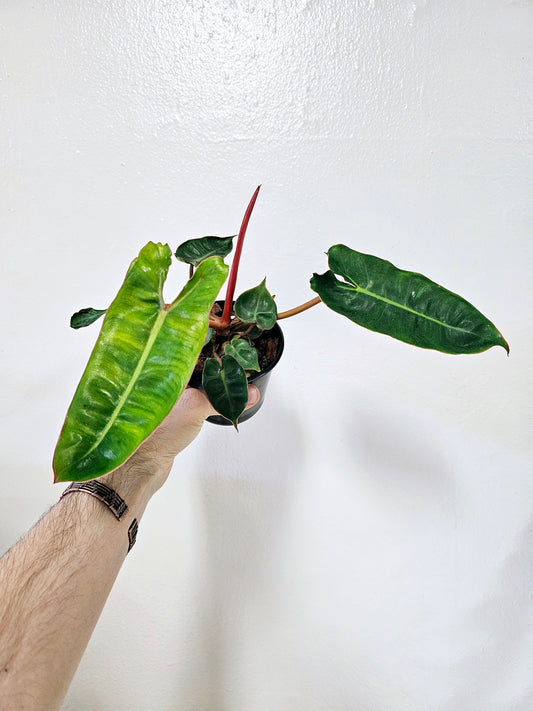 Philodendron billietiae 4"