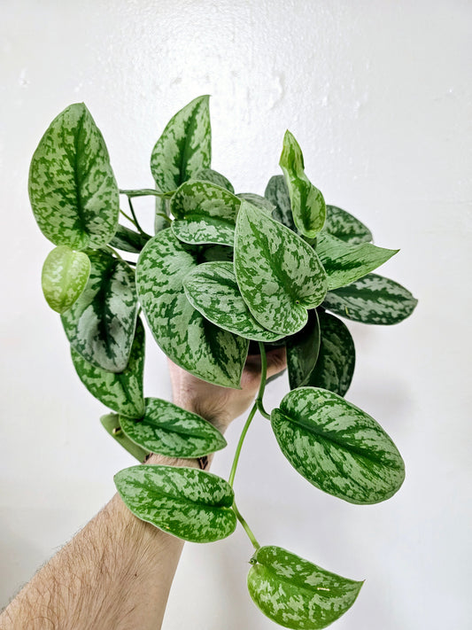 Scindapsus pictus 'Exotica' 6” HB