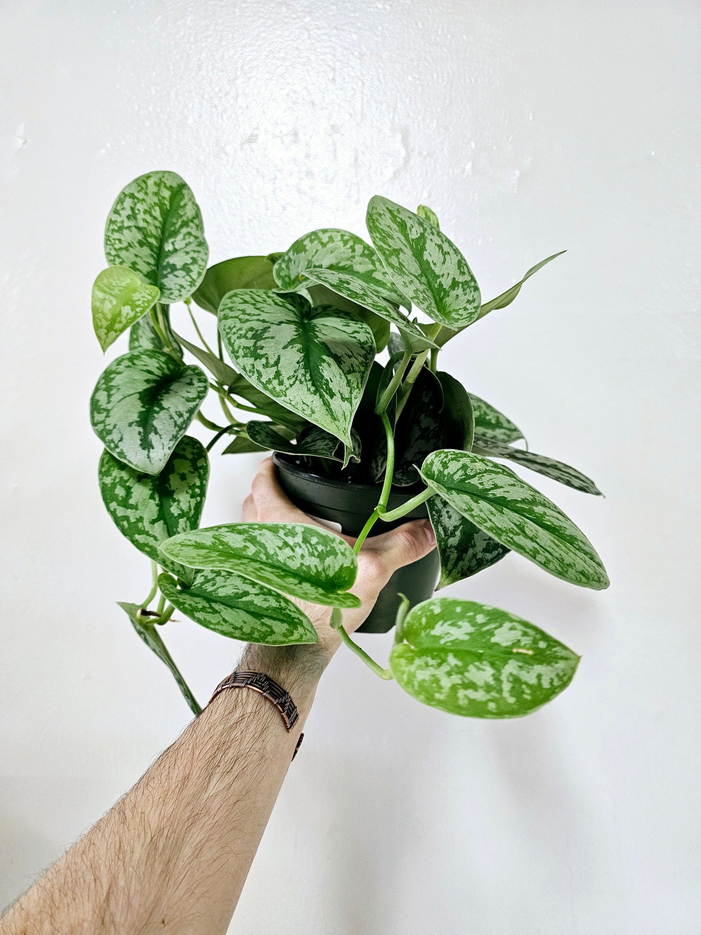 Scindapsus pictus 'Exotica' 6” HB