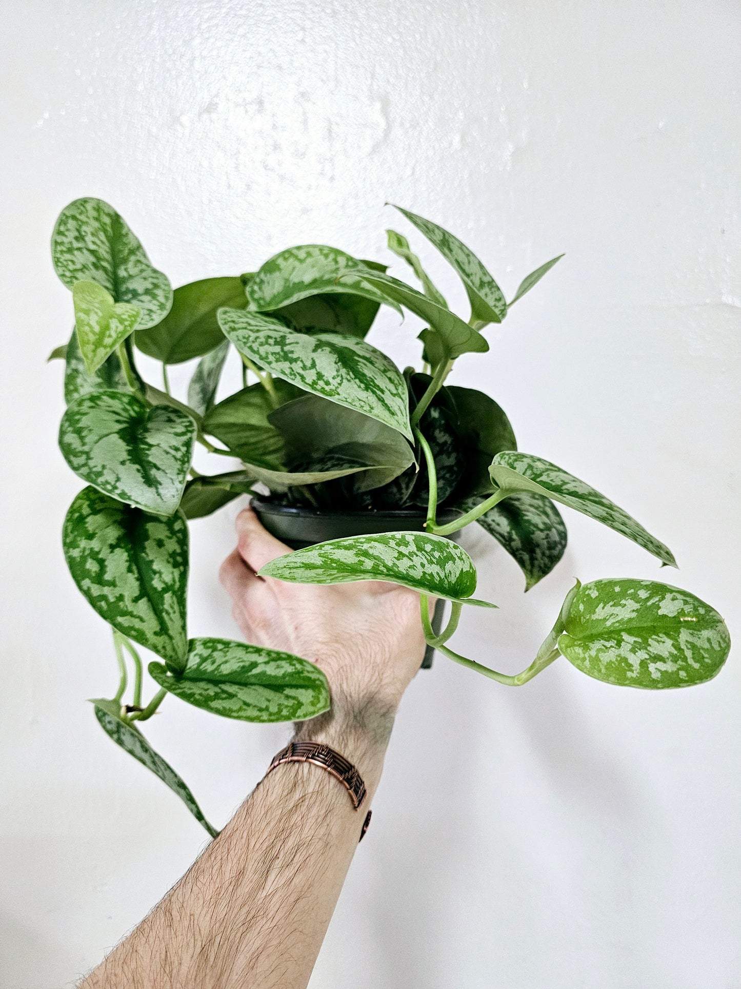 Scindapsus pictus 'Exotica' 6” HB