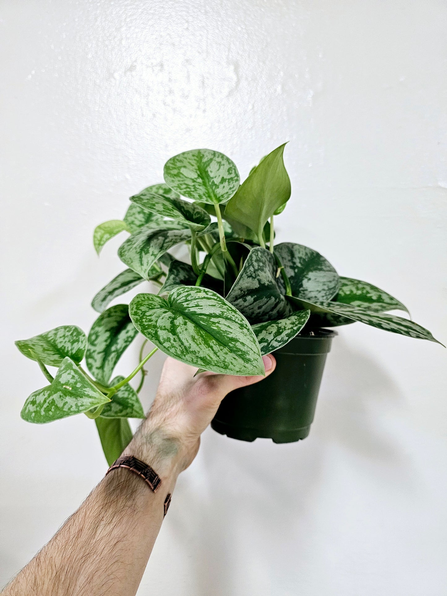Scindapsus pictus 'Exotica' 6” HB