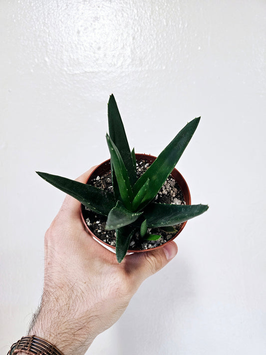 Haworthia Pentagona 4"