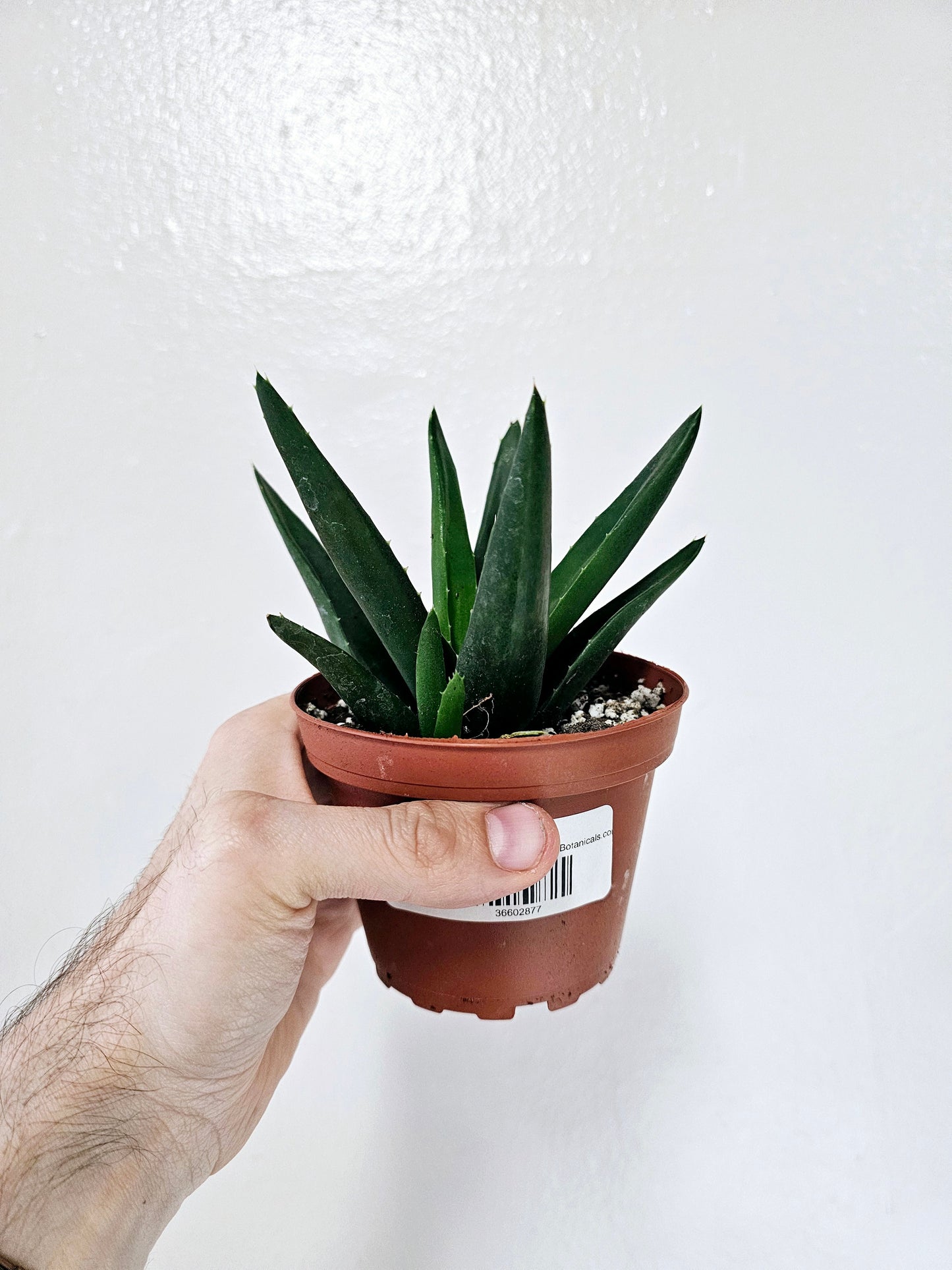 Haworthia Pentagona 4"