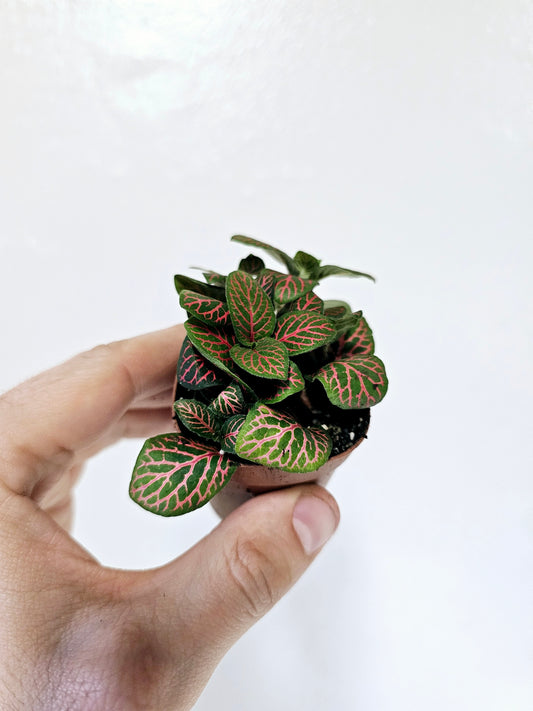 Fittonia albivenis 'Red' Nerve Plant 2"