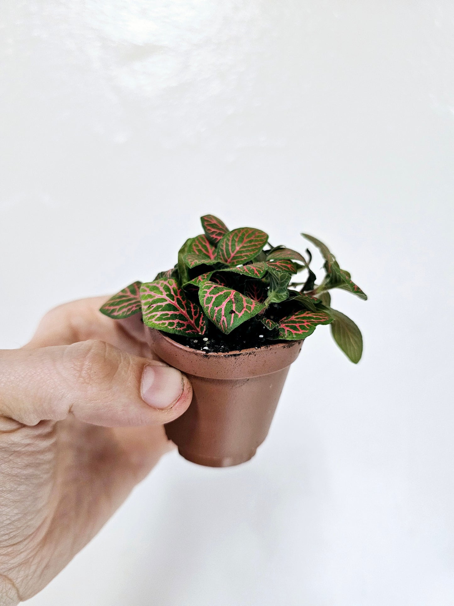 Fittonia albivenis 'Red' Nerve Plant 2"