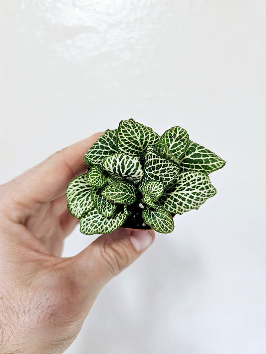 Fittonia albivenis 'White' Nerve Plant 2"