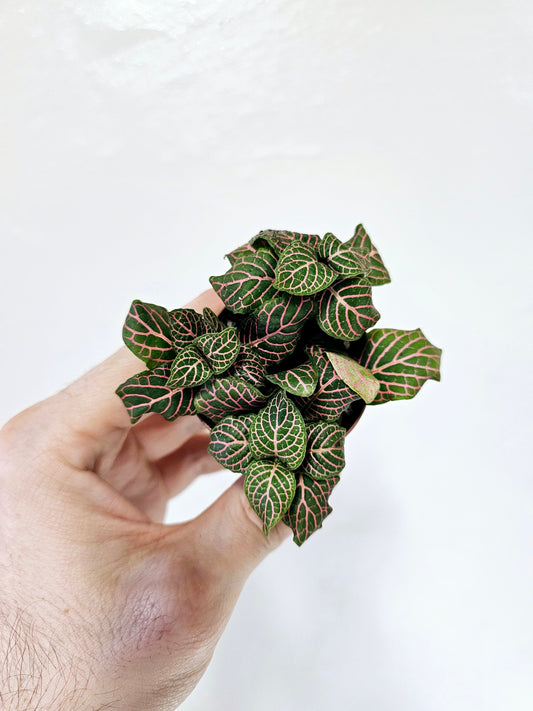 Fittonia albivenis 'Pink' Nerve Plant 2"
