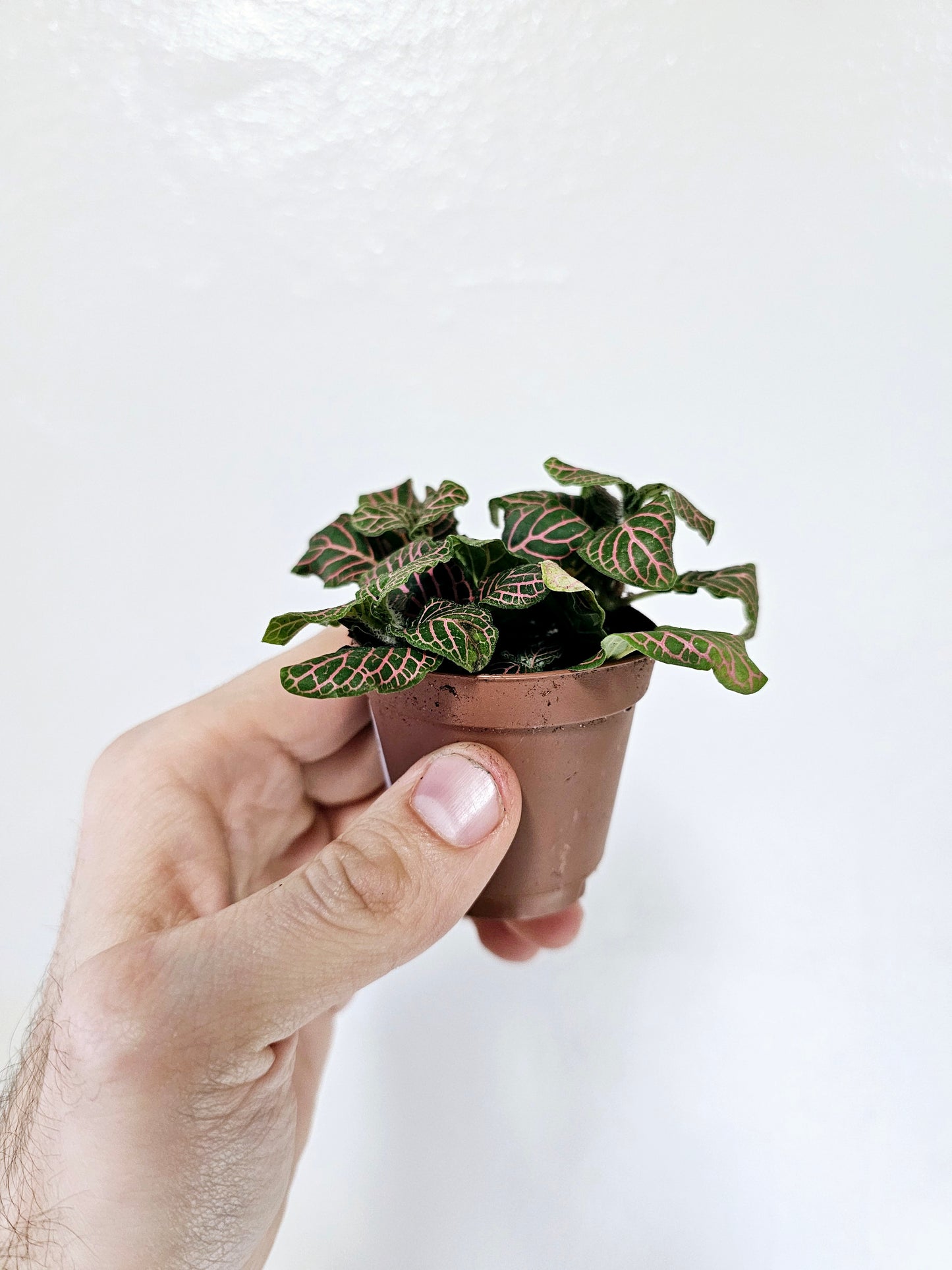 Fittonia albivenis 'Pink' Nerve Plant 2"