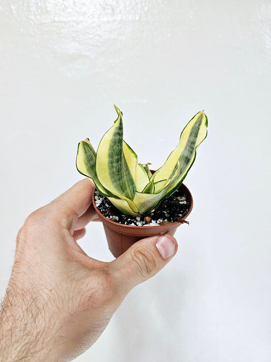 Sansevieria hahnii 'Gold Star' 3"