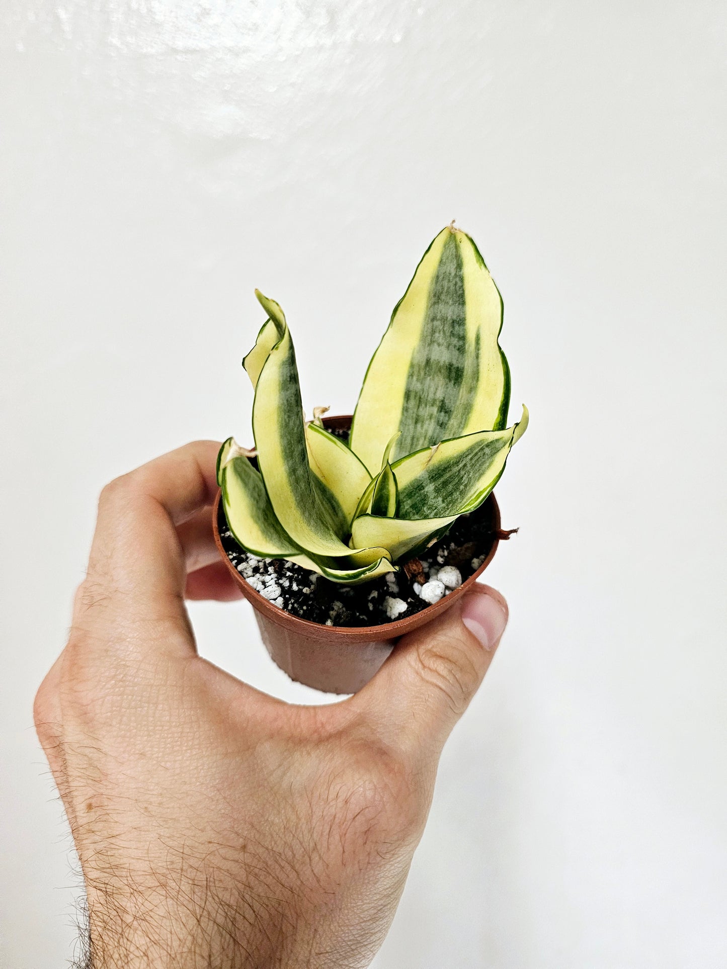 Sansevieria Gold Star 3"