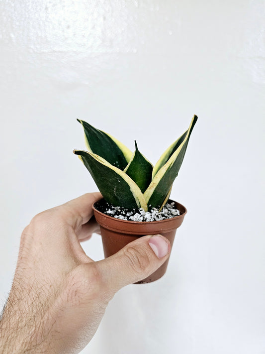 Sansevieria hahnii 'Emerald Star' 3"