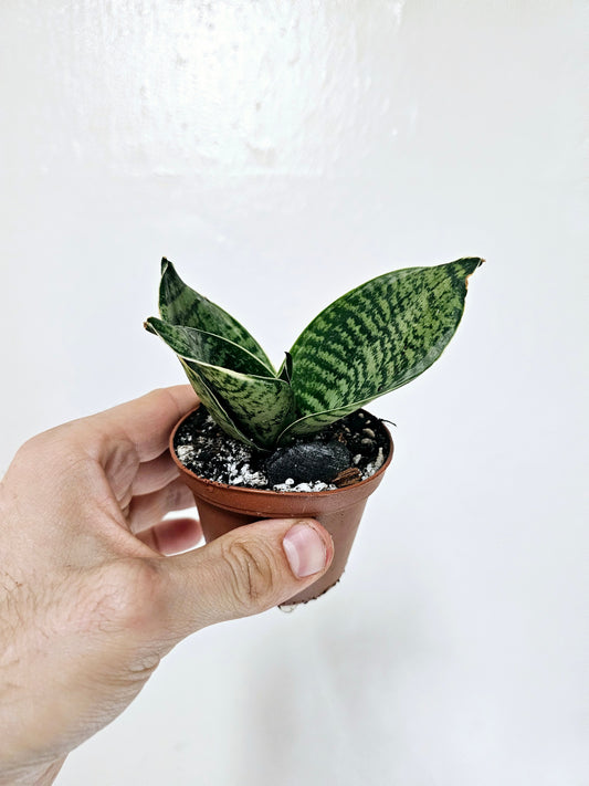 Sansevieria hahnii 'Forest Star' 3"