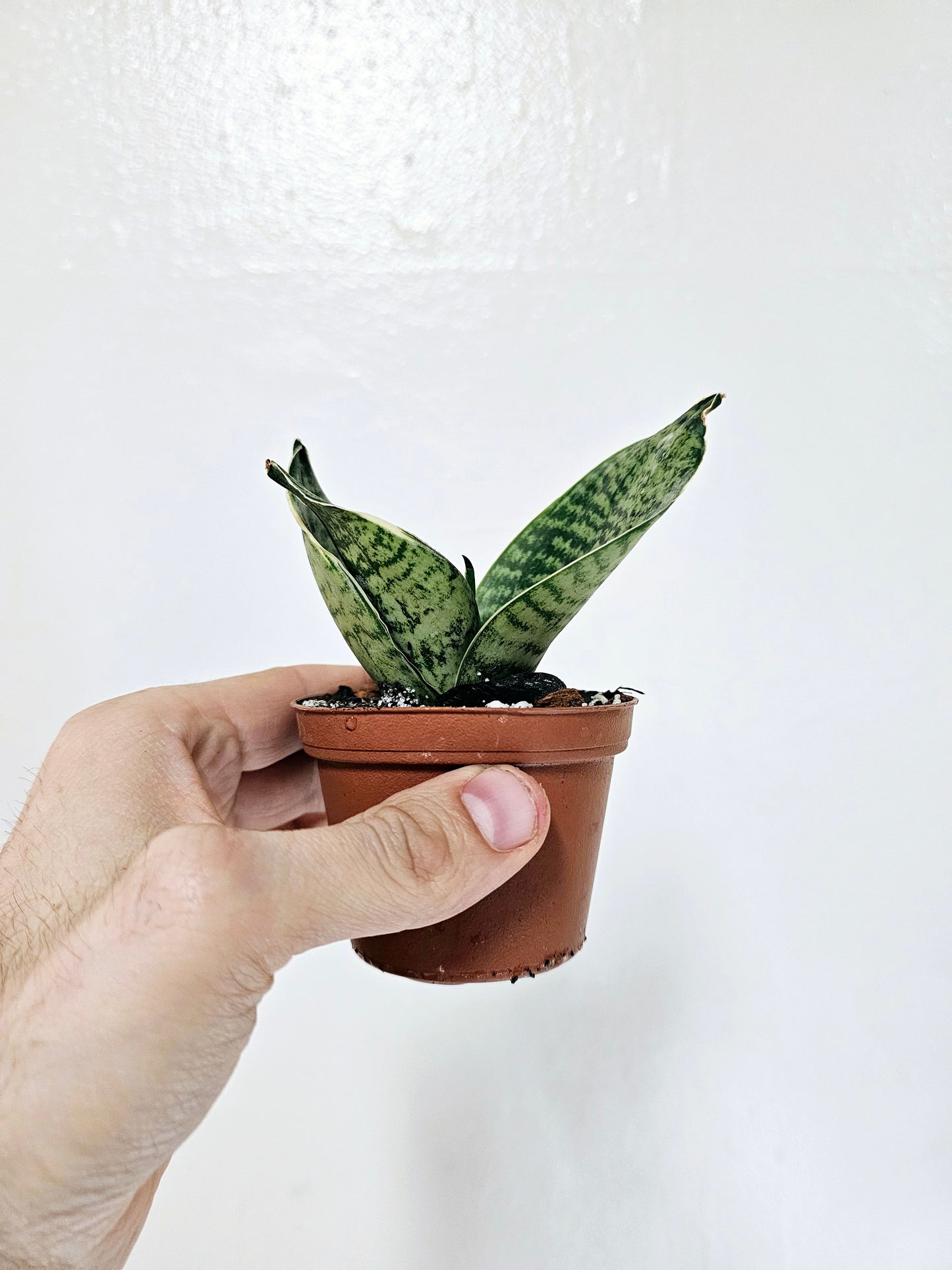Sansevieria hahnii 'Forest Star' 3"