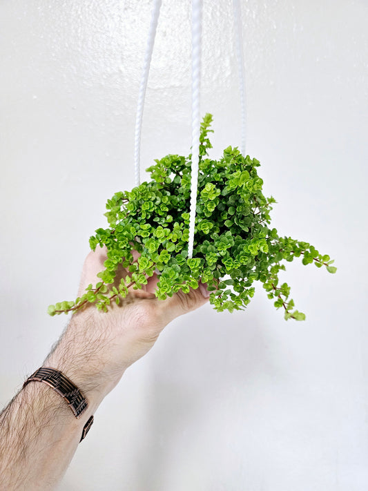 Pilea depressa 'Tiny Tears' 4" HB