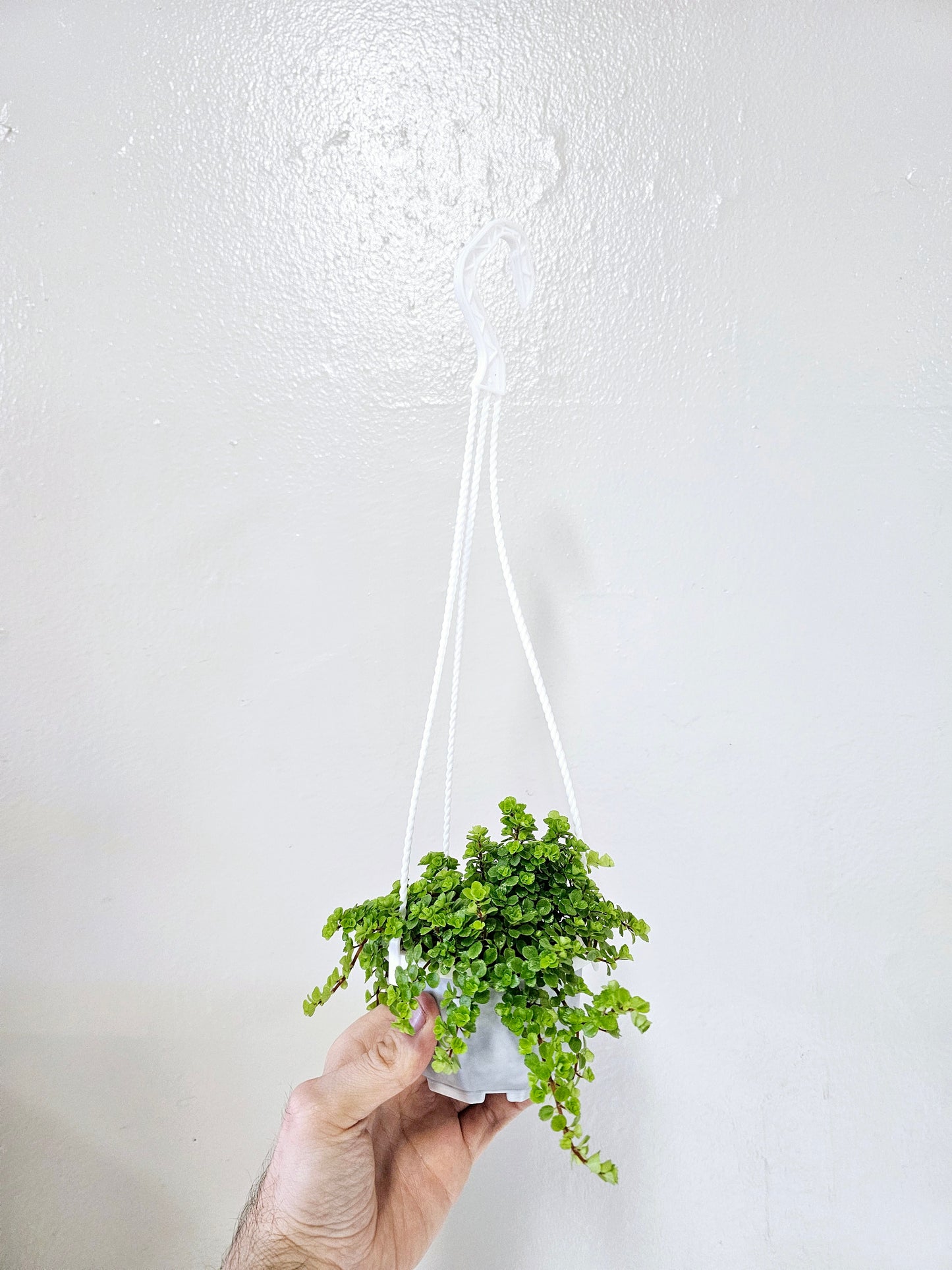 Pilea depressa 'Tiny Tears' 4" HB