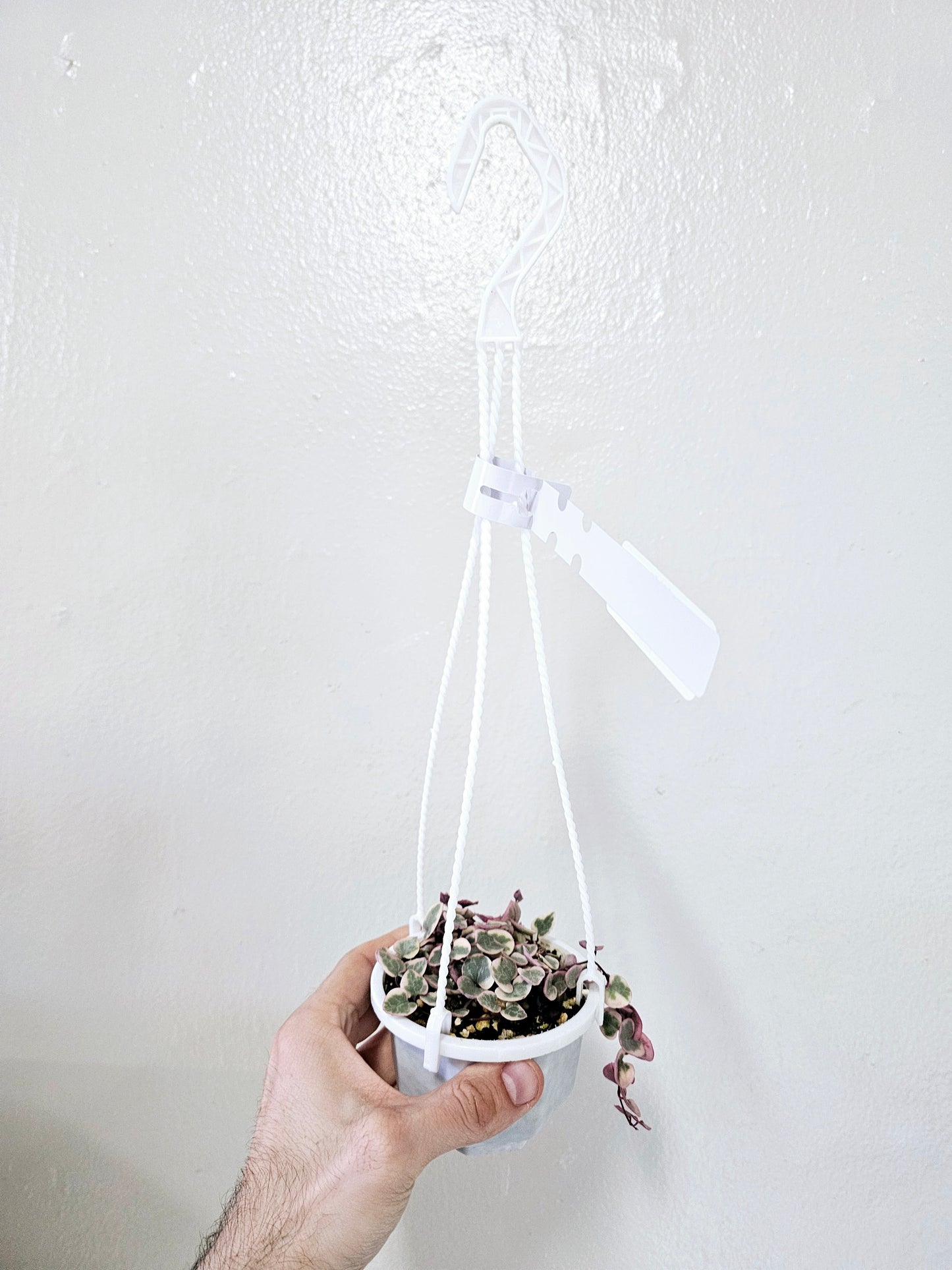 Ceropegia woodii Variegated String of Hearts 4" HB