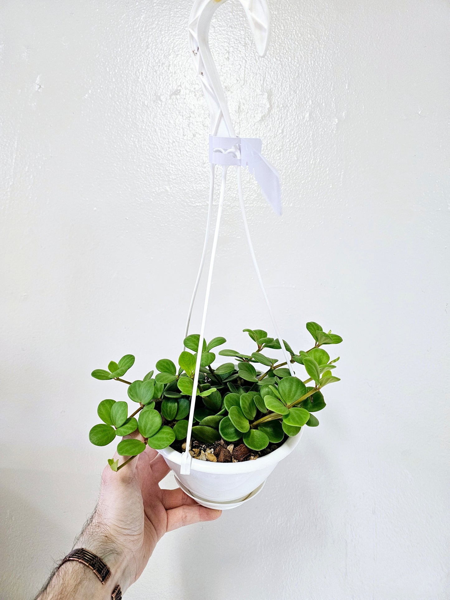 Peperomia Hope 6" HB