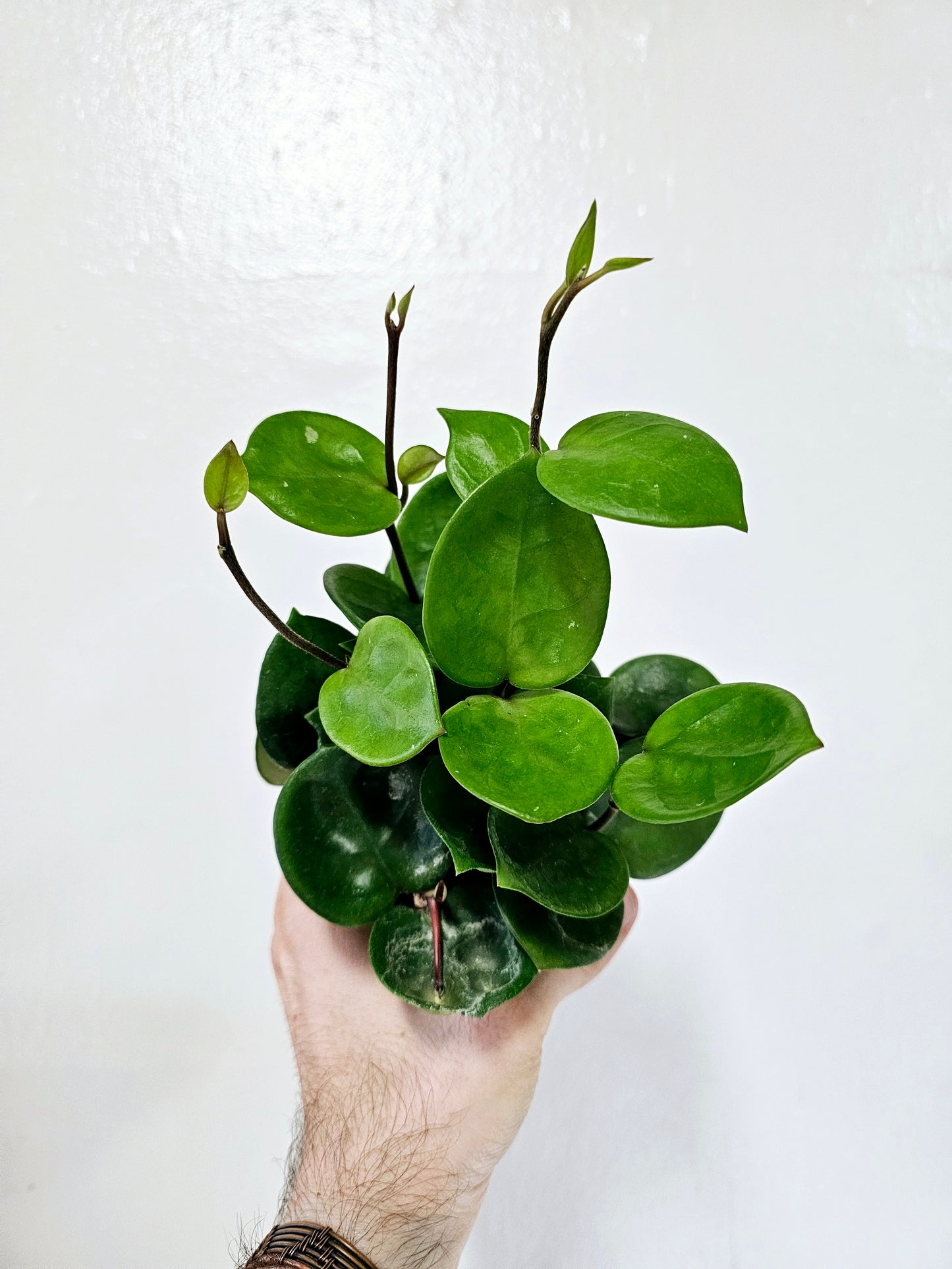 Hoya Chelsea 4"