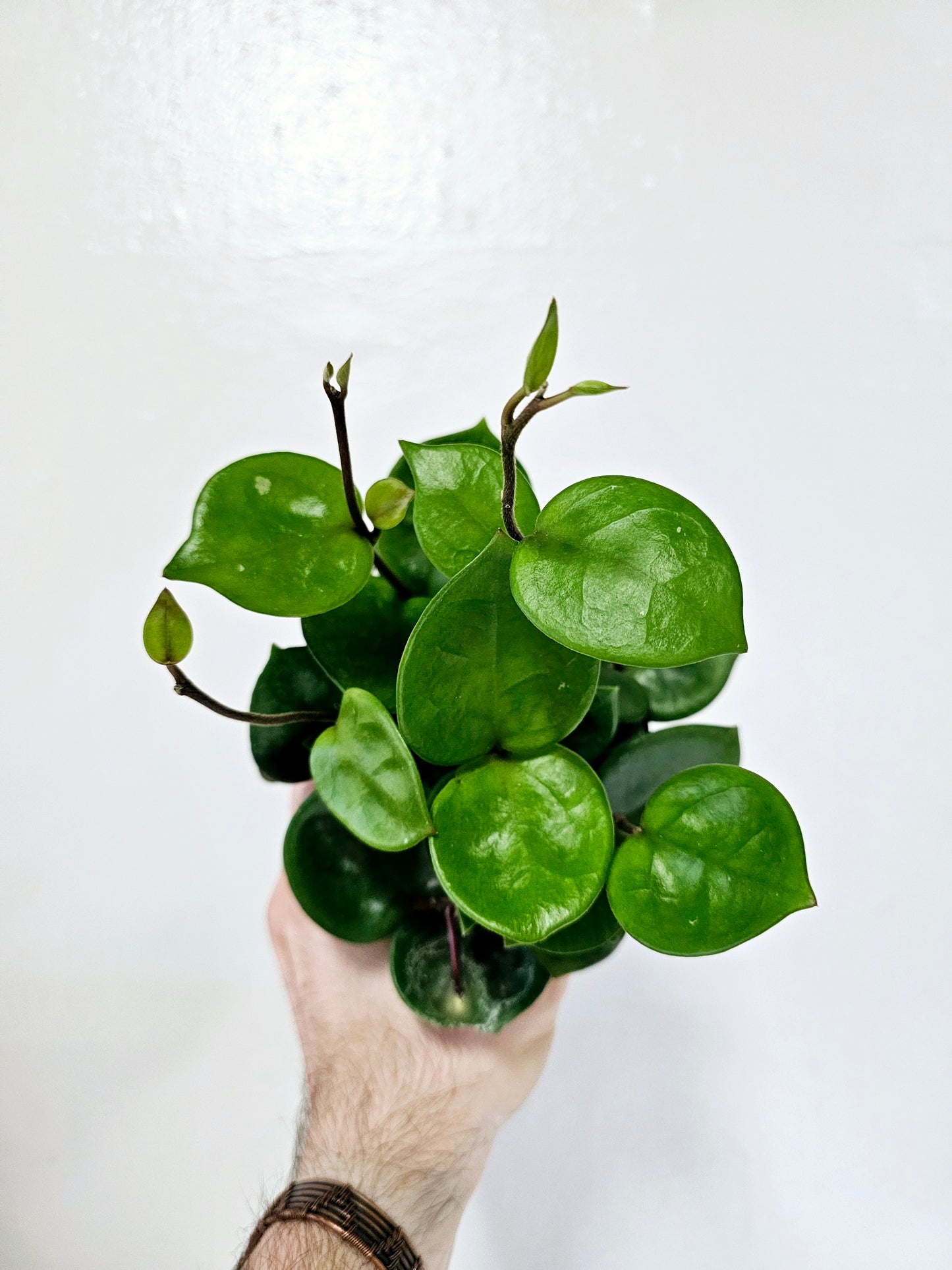 Hoya Chelsea 4"