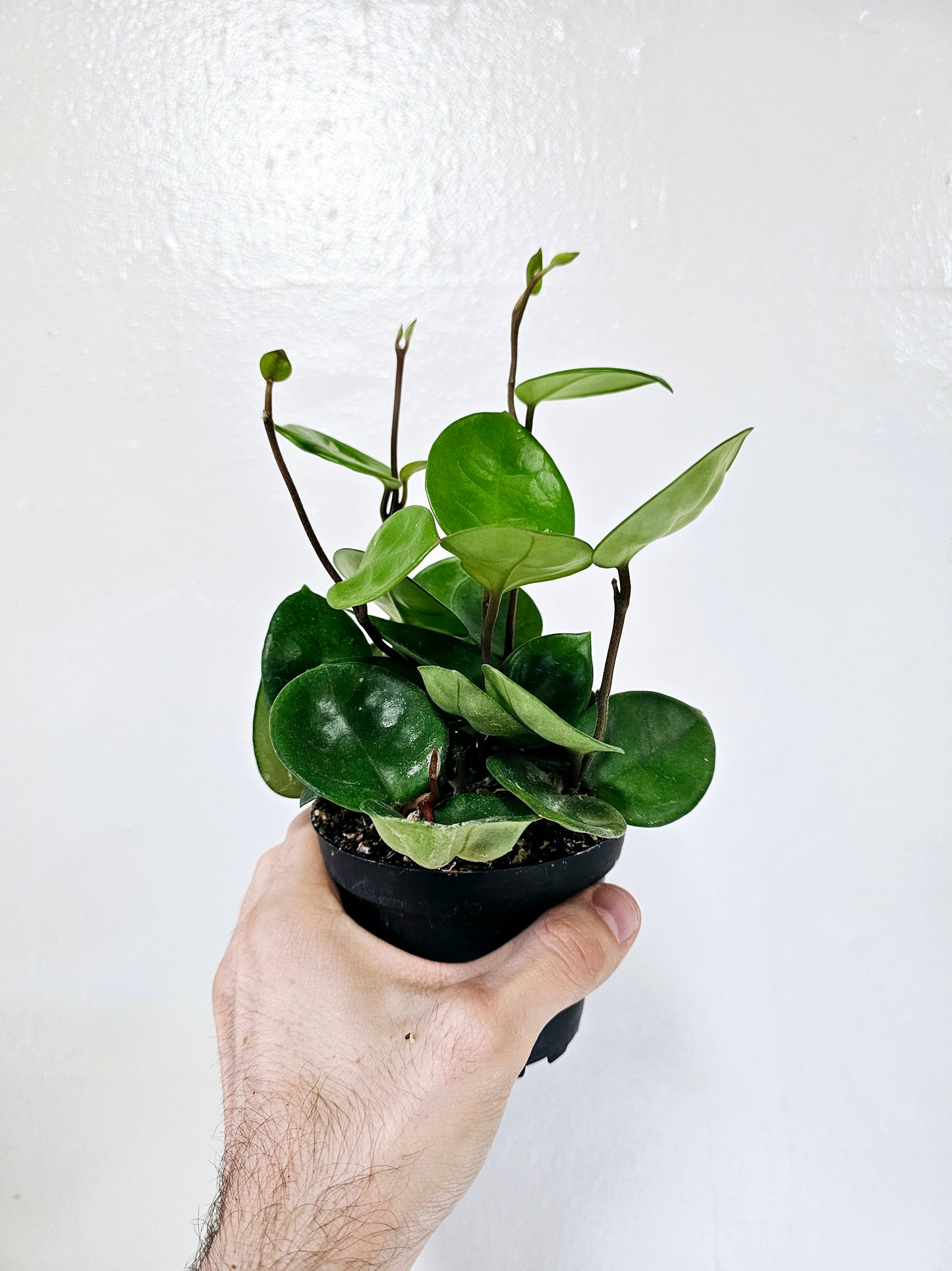 Hoya Chelsea 4"